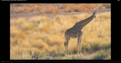 VIDEO-Namibia-Patrizia