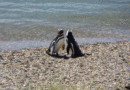 Argentina-pinguini