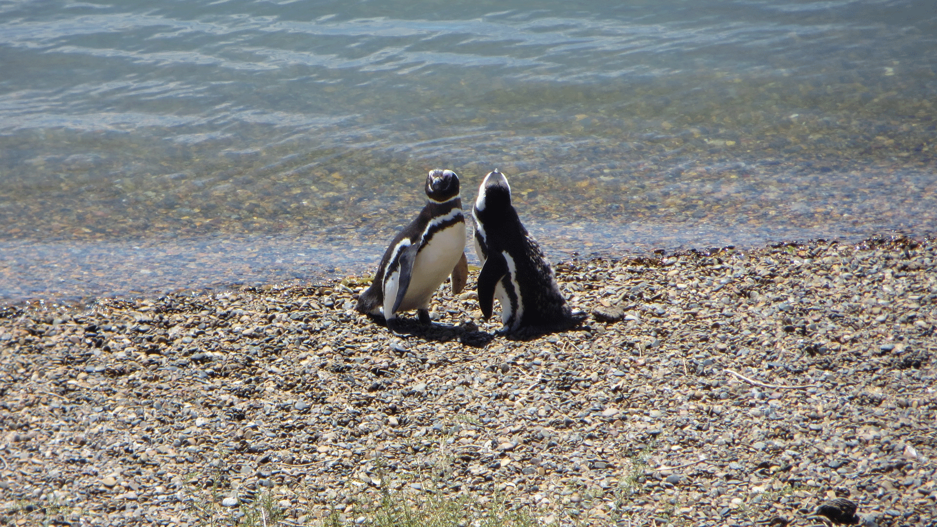 Argentina-pinguini