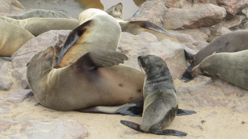 Cape Seal (Cape Cross)