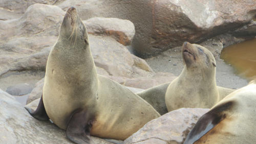 Cape Seal (Cape Cross)